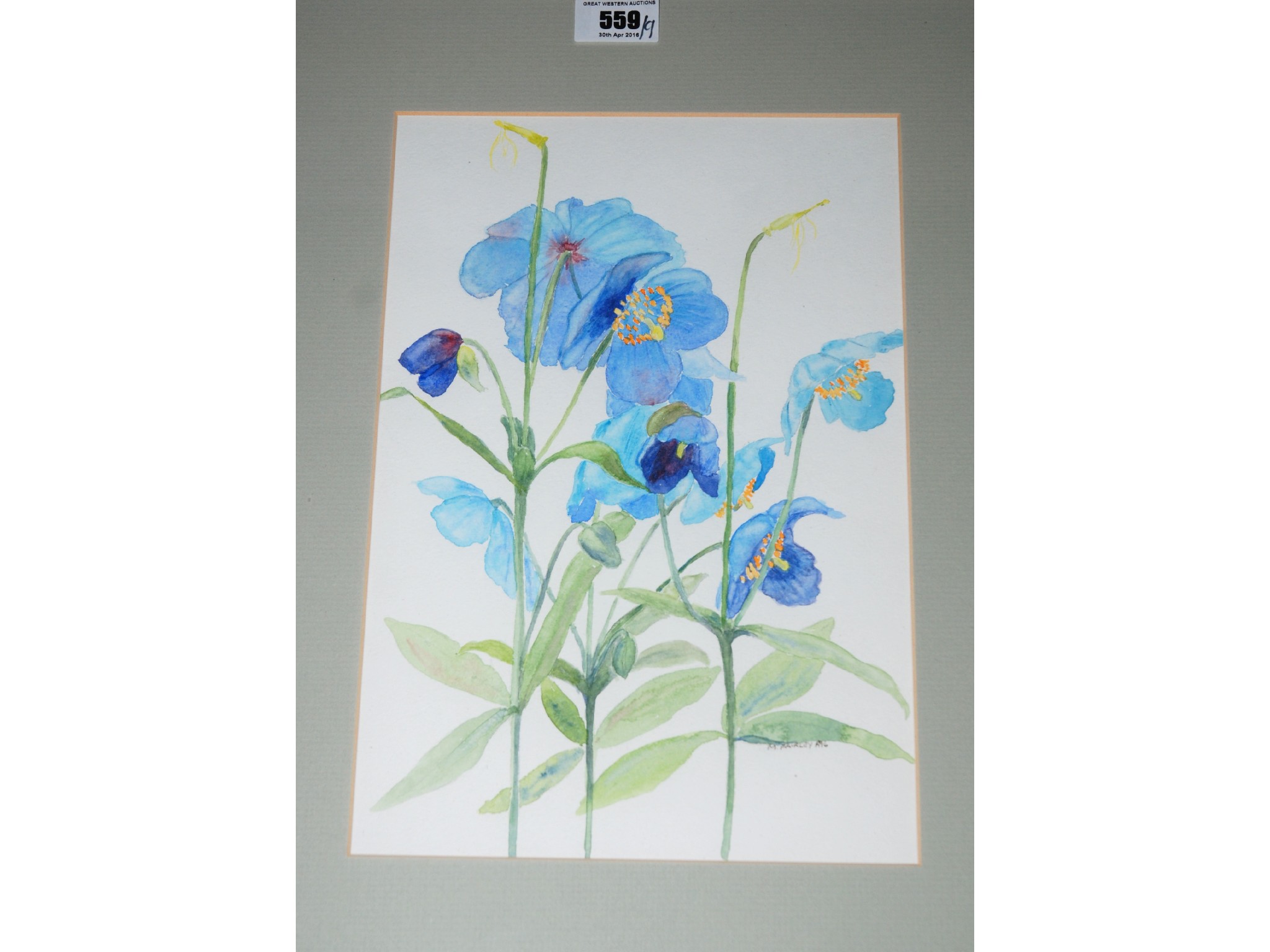 Appraisal: MARGARET T FAIRLEY Himalayan Poppies signed watercolour various miscellaneous oil