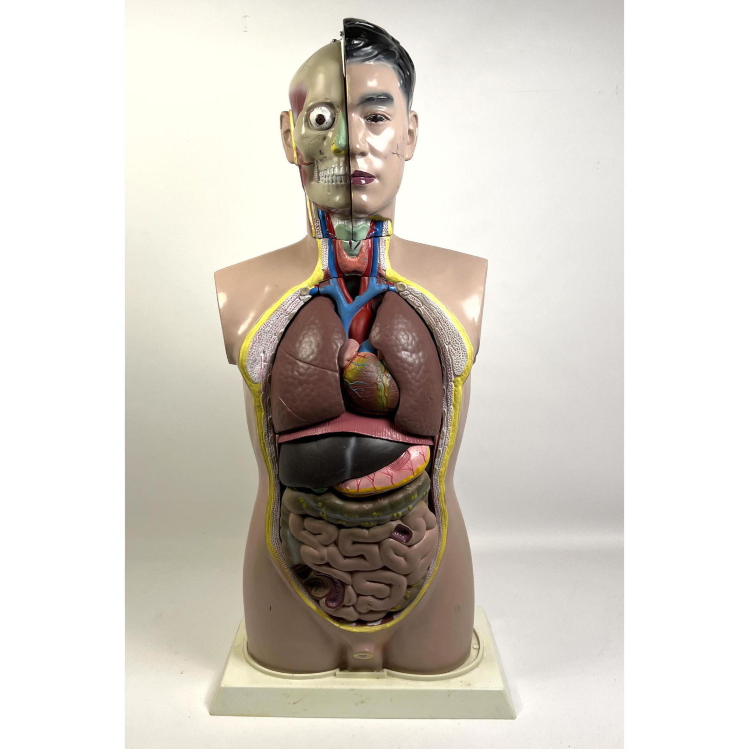 Appraisal: Anatomical Model Medical Instructional Model Removable organs Dimensions H inches