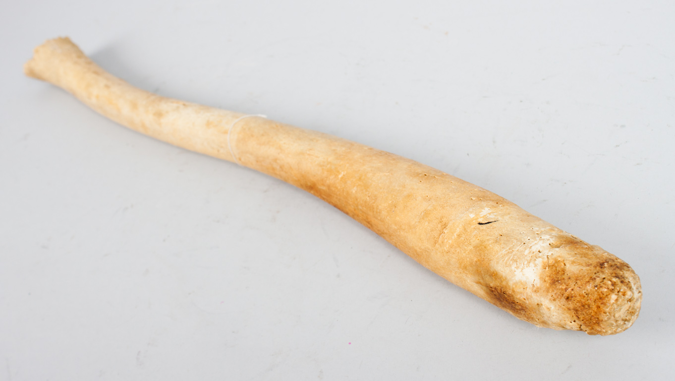 Appraisal: Petrified walrus baculum in L