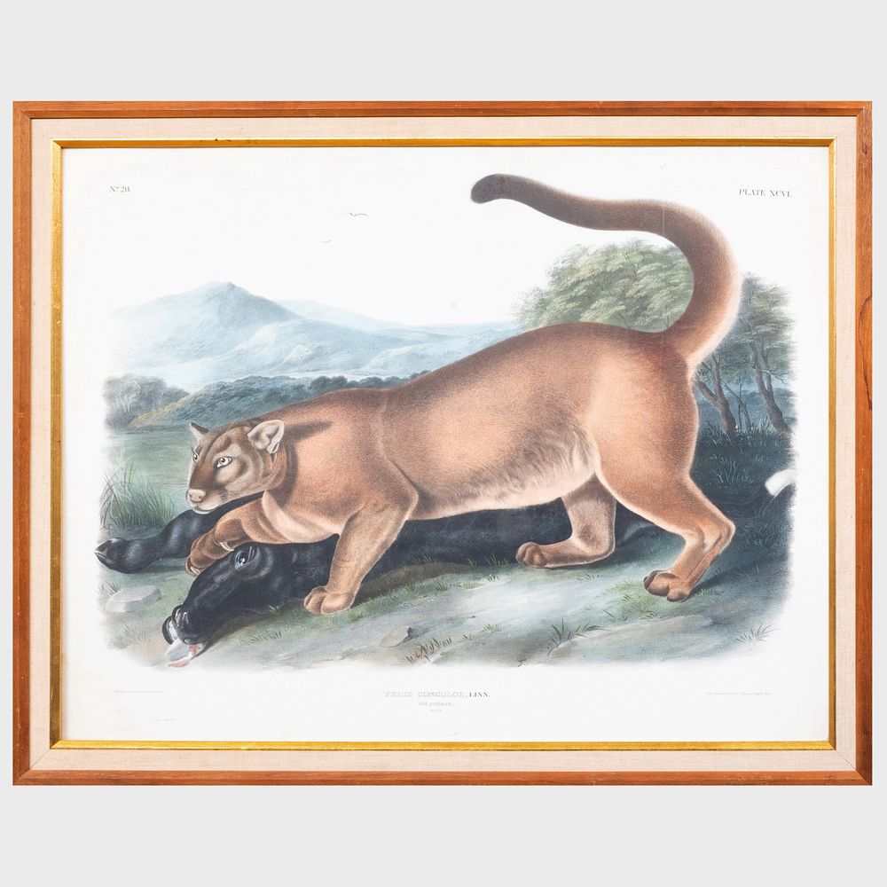 Appraisal: After John James Audubon - The Cougar from Quadrupeds of