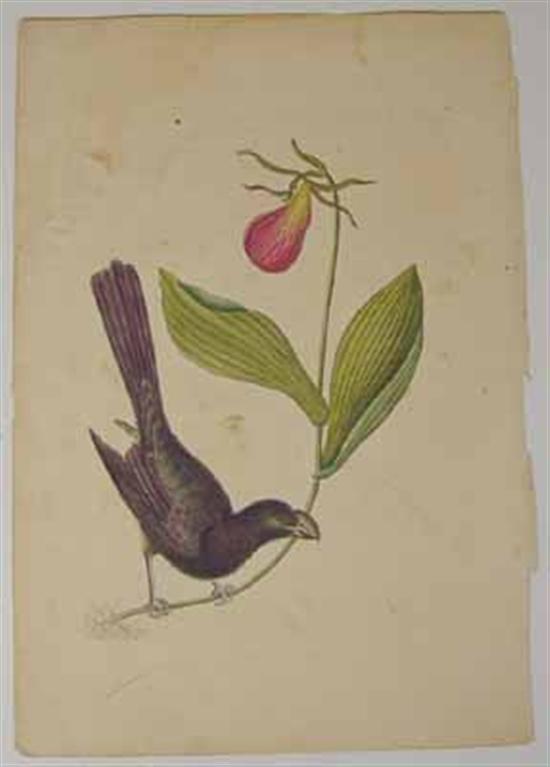 Appraisal: Catesby Mark The Razor-Billed Blackbird A- From The Natural History