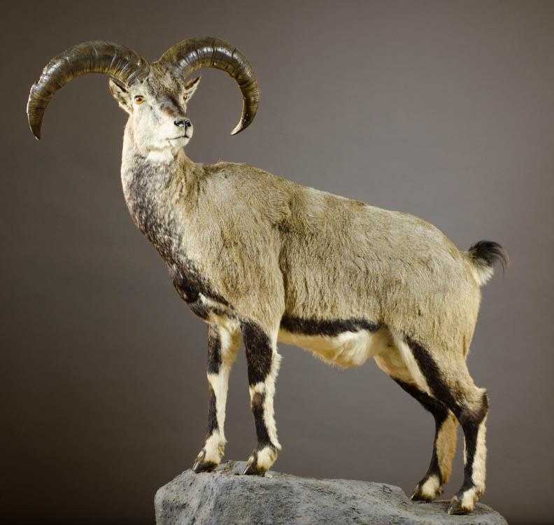 Appraisal: BHARAL OR HIMALAYAN BLUE SHEEP TAXIDERMY MOUNT Nepal a full