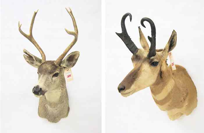 Appraisal: TWO NORTHWEST GAME TROPHY MOUNTS mule deer and pronghorn antelope