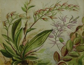 Appraisal: Neville William Cayley Junior - Orchids III watercolour on paper