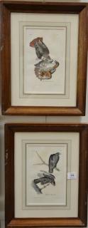 Appraisal: Set of six Audubon prints Drawn from nature by J