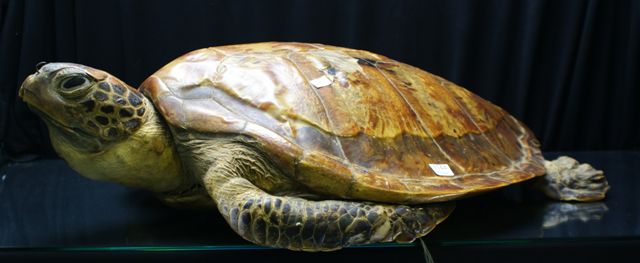 Appraisal: A taxidermy turtle