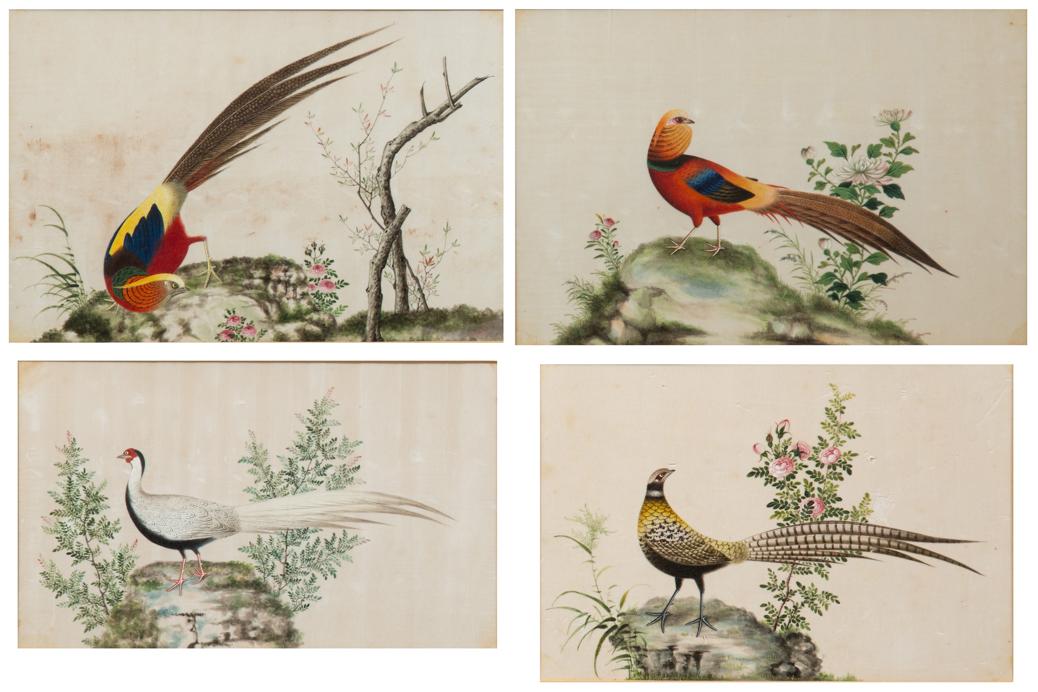 Appraisal: Set of four pith pictures Chinese th Century depicting various