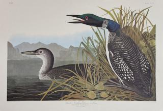 Appraisal: John James Audubon - Great Northern Diver or Loon No