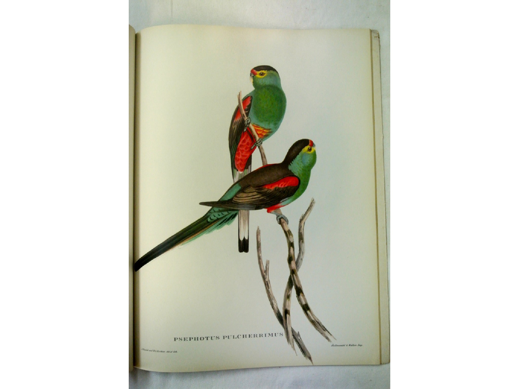 Appraisal: Mr Gould's Tropical Birds produced by The Ariel Press