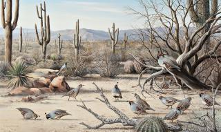 Appraisal: Sonoran Desert Maynard Reece - oil on canvas x signed