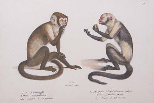 Appraisal: Two in lot - Pairs of Monkeys Hand-color wood engraving