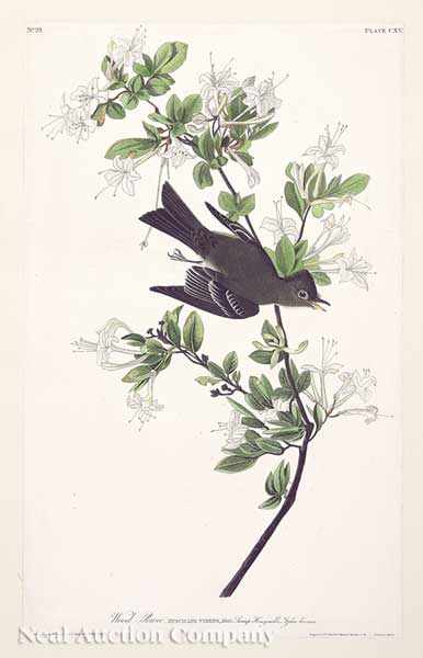 Appraisal: John James Audubon American - Wood Pewee Plate hand-colored engraving