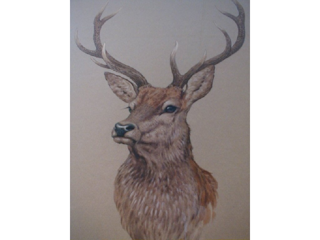 Appraisal: Brian Rawling Subject Head study of stag with ten point