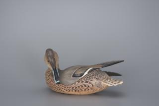 Appraisal: Preening Pintail Hen The Ward Brothers Preening Pintail Hen The