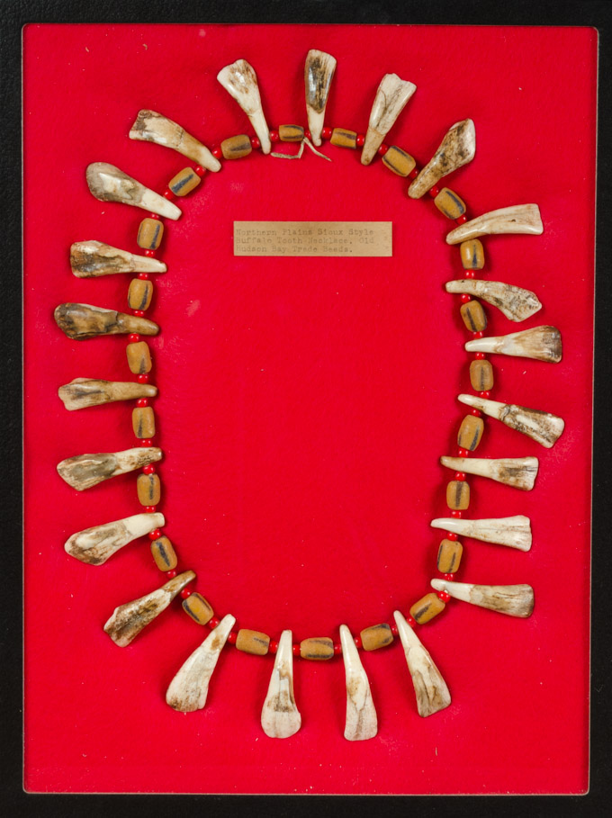 Appraisal: NORTHERN PLAINS SIOUX STYLE BUFFALO TOOTH NECKLACE teeth strung between