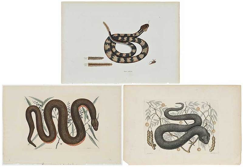 Appraisal: Mark Catesby British - Three plates T Vipera Nigera T