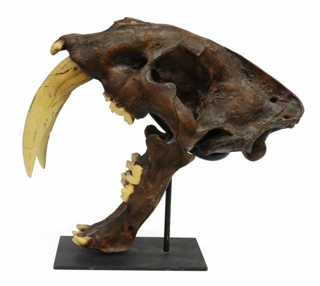 Appraisal: Cast composition saber tooth tiger skull mounted on metal display