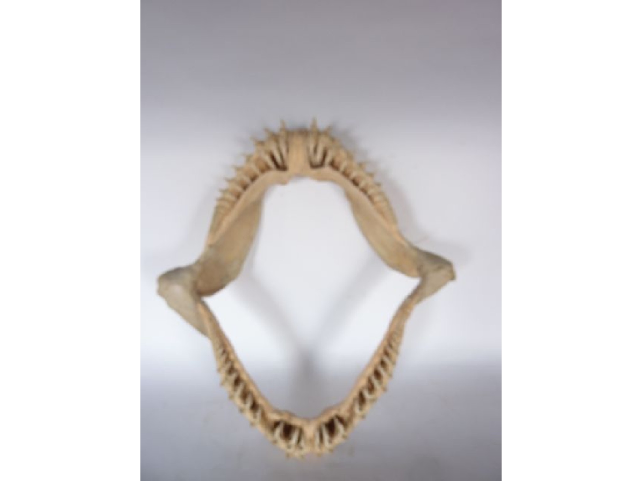 Appraisal: An Edwardian or earlier sharks jaw bearing teeth please take