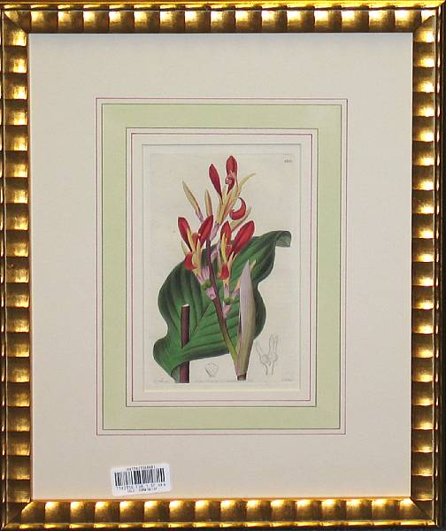 Appraisal: Ten English framed prints of canna plants framed dimensions x