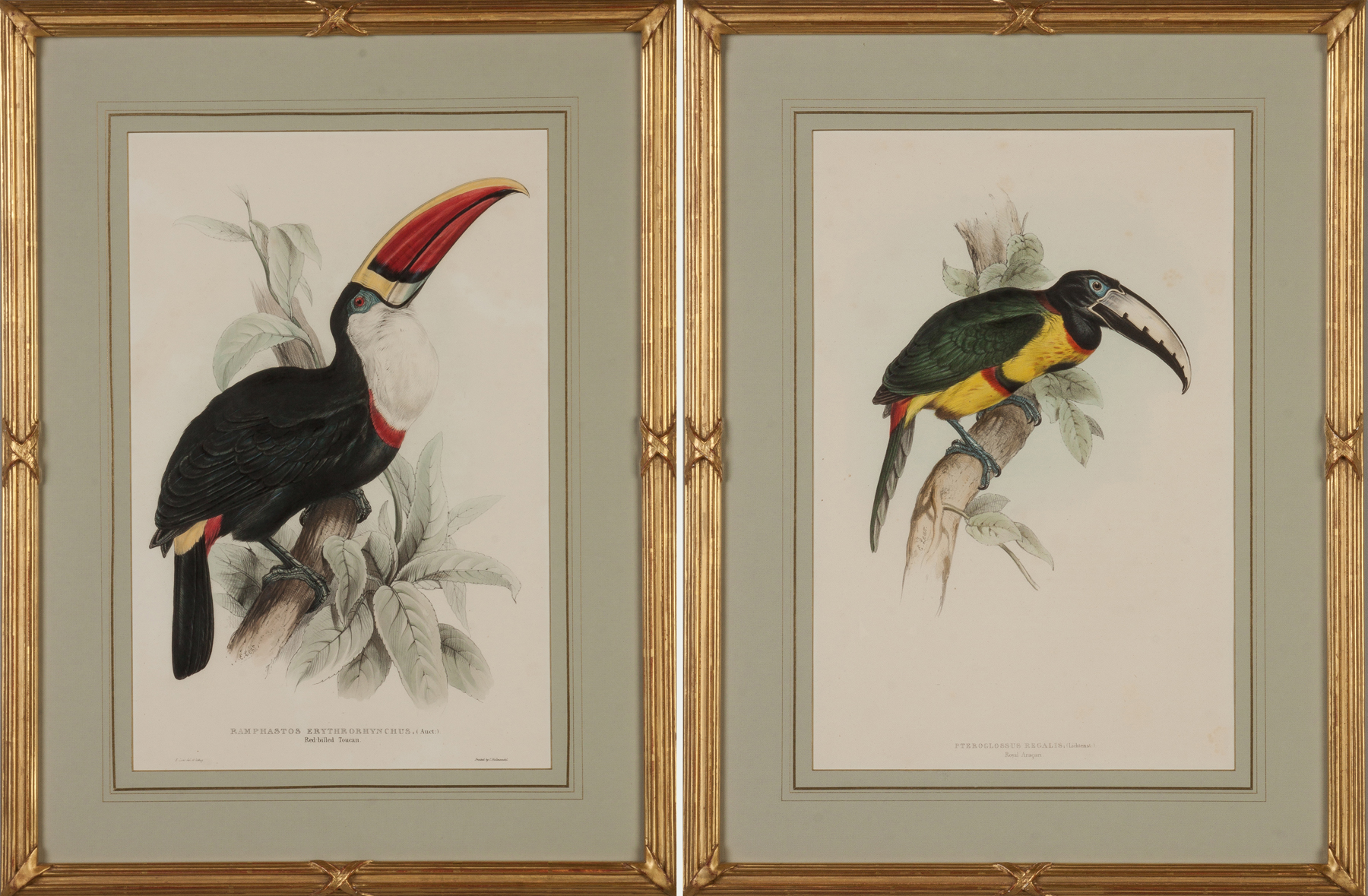 Appraisal: Two Hand Colored Lithographs of Toucans Ramphastos Erythrorhynchus Red Billed