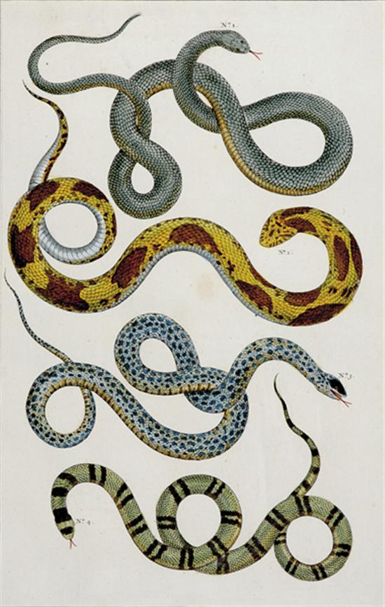 Appraisal: Albertus Seba Dutch - SERPENTS from Locupletissimi rerum naturalium thesauri