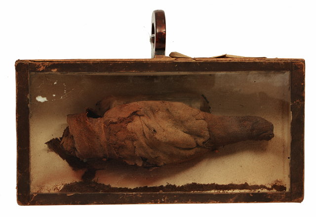 Appraisal: AN ANTIQUE MUMMIFIED HAWK in a shaped display case with