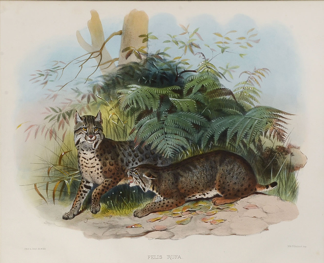 Appraisal: GIRAUD Daniel French - Felis Rufa Monograph of the Felidae