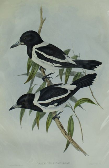 Appraisal: Pied Crow Shrike Cracticus Picatus