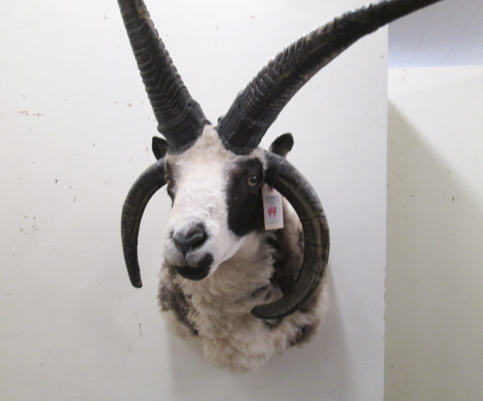 Appraisal: FOUR-HORNED SHEEP TAXIDERMY MOUNT Jacob Sheep ram head shoulder mount