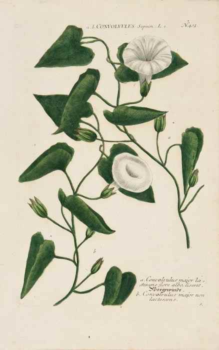 Appraisal: Johann Wilhelm Weinmann - A group of botanical plates from