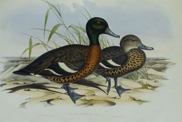 Appraisal: Chestnut-breasted Duck Marrca Punctata