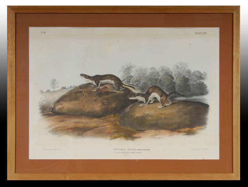 Appraisal: Weasel Audubon Mustela Fusca Print Description - '' x -