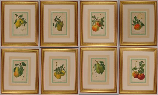 Appraisal: H C LITHOGRAPHS OF APPLES PEARS BY MULLER '' x