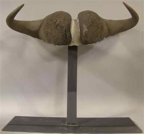 Appraisal: WATER BUFFALO HORNS mounted on a metal stand h w