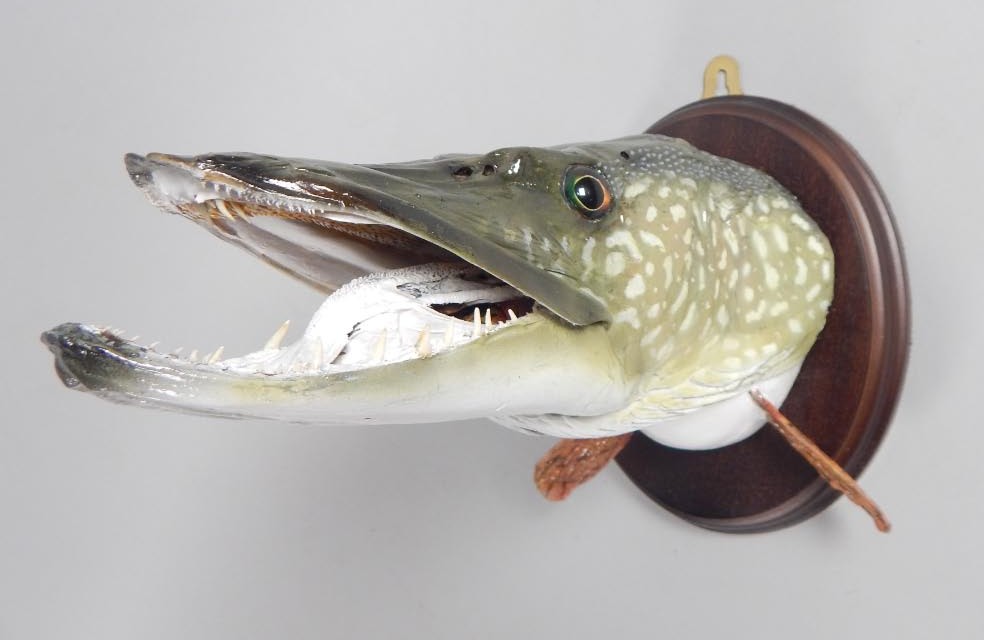 Appraisal: A taxidermied head of a pike preserved in hardened resin