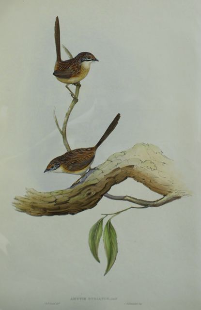 Appraisal: Striated Wren Amytis Striatus Lithograph by Elizabeth Gould