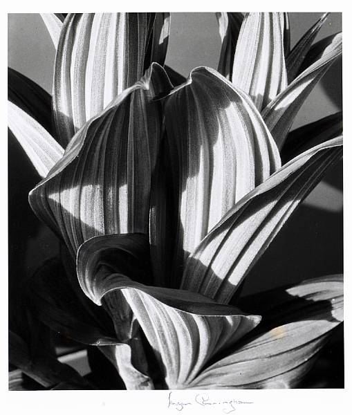 Appraisal: Imogen Cunningham American - False Hellebore Gelatin silver print probably