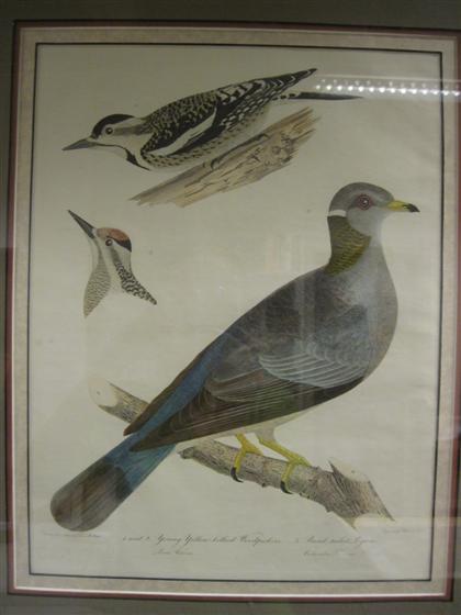 Appraisal: piece Hand colored Engraving Bonaparte Charles Lucien American Ornithology not