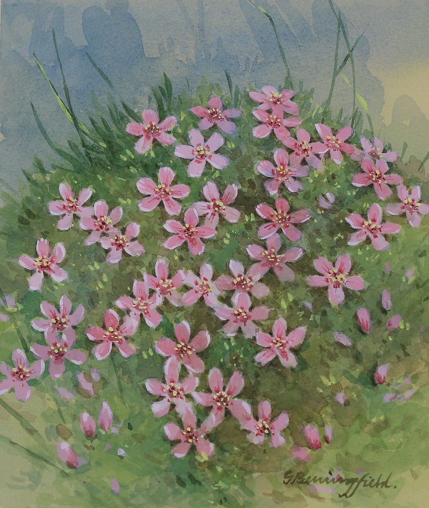 Appraisal: Gordon Beningfield - Moss Campion Gordon Beningfield British - Moss