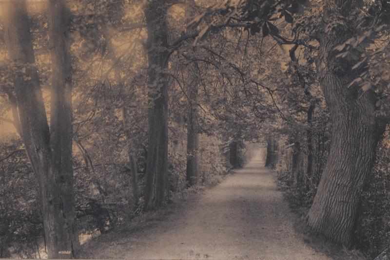 Appraisal: UNKNOWN C TREE-LINED LANE Platinum print Provenance Property from the