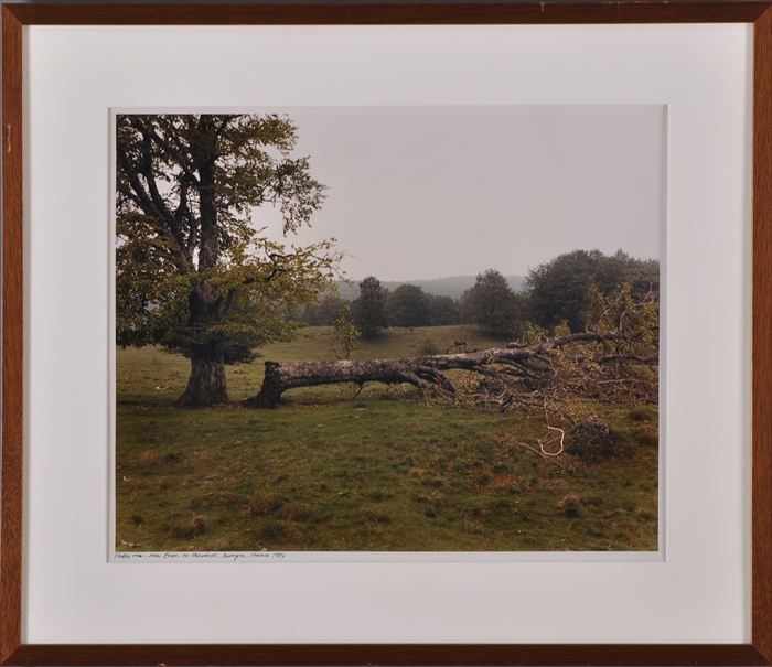 Appraisal: FRANK GOHLKE b FALLEN TREE NEAR BESSE-EN-CHANDES AUVERGNE Ektacolor print