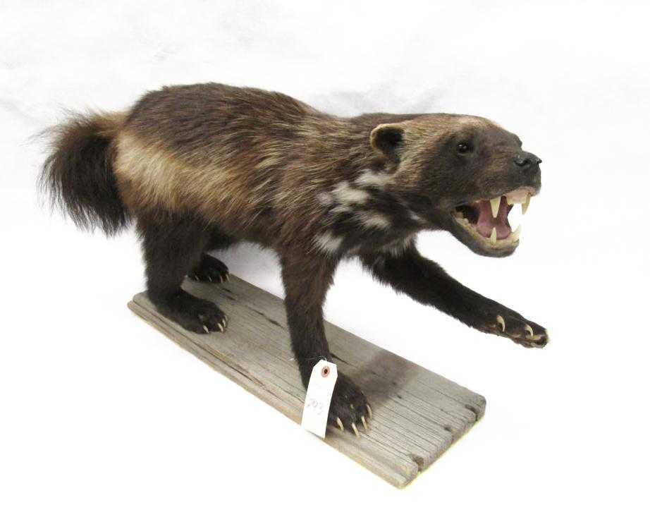 Appraisal: FULL-MOUNT WOLVERINE TAXIDERMY MOUNT also referred to as the glutton