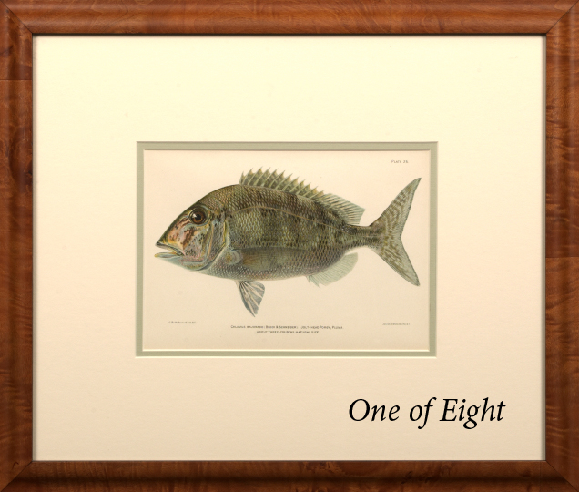 Appraisal: American School th Century Fish Studies suite of eight chromolithographs