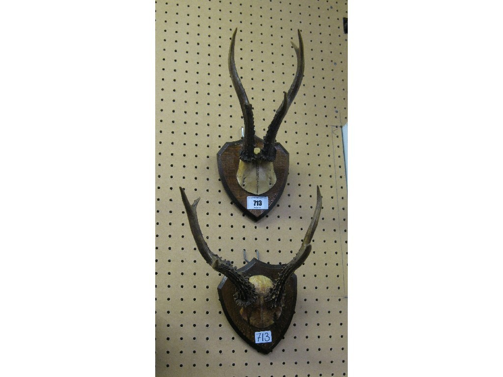 Appraisal: Lot comprising two sets of wall mounted deer antlers