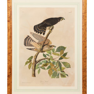 Appraisal: After John James Audubon American - Pigeon Hawk Plate credited