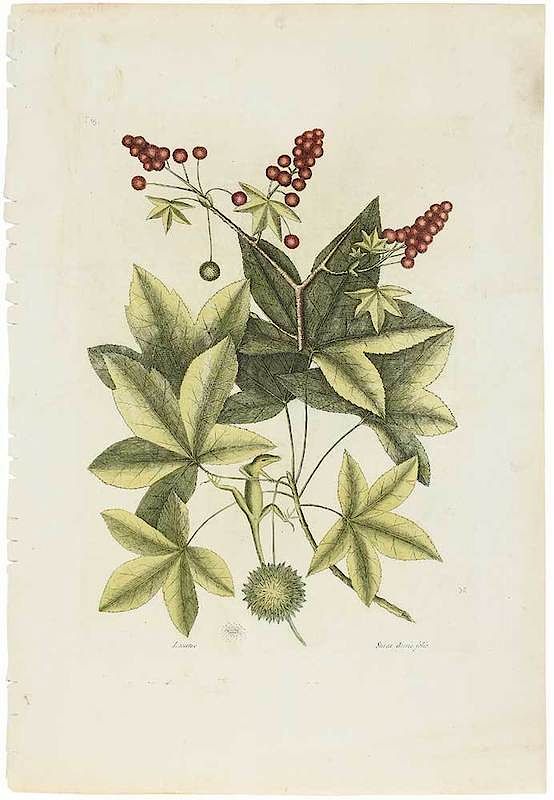 Appraisal: Mark Catesby British - The Jamaican Anole T from The