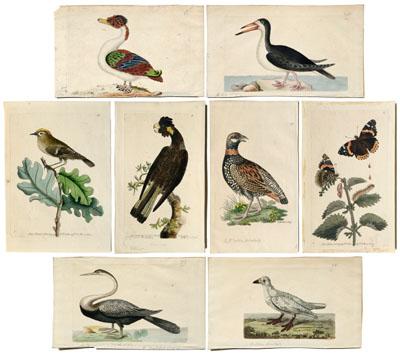 Appraisal: Eight prints by Nodder from George Shaw The Naturalist s