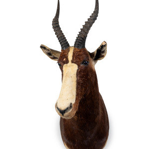 Appraisal: A Shoulder Mount Taxidermy Blesbok Height inches