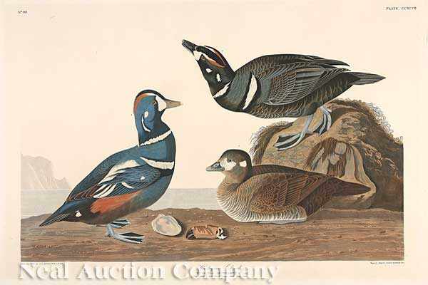 Appraisal: John James Audubon American - Harlequin Duck Plate hand-colored engraving