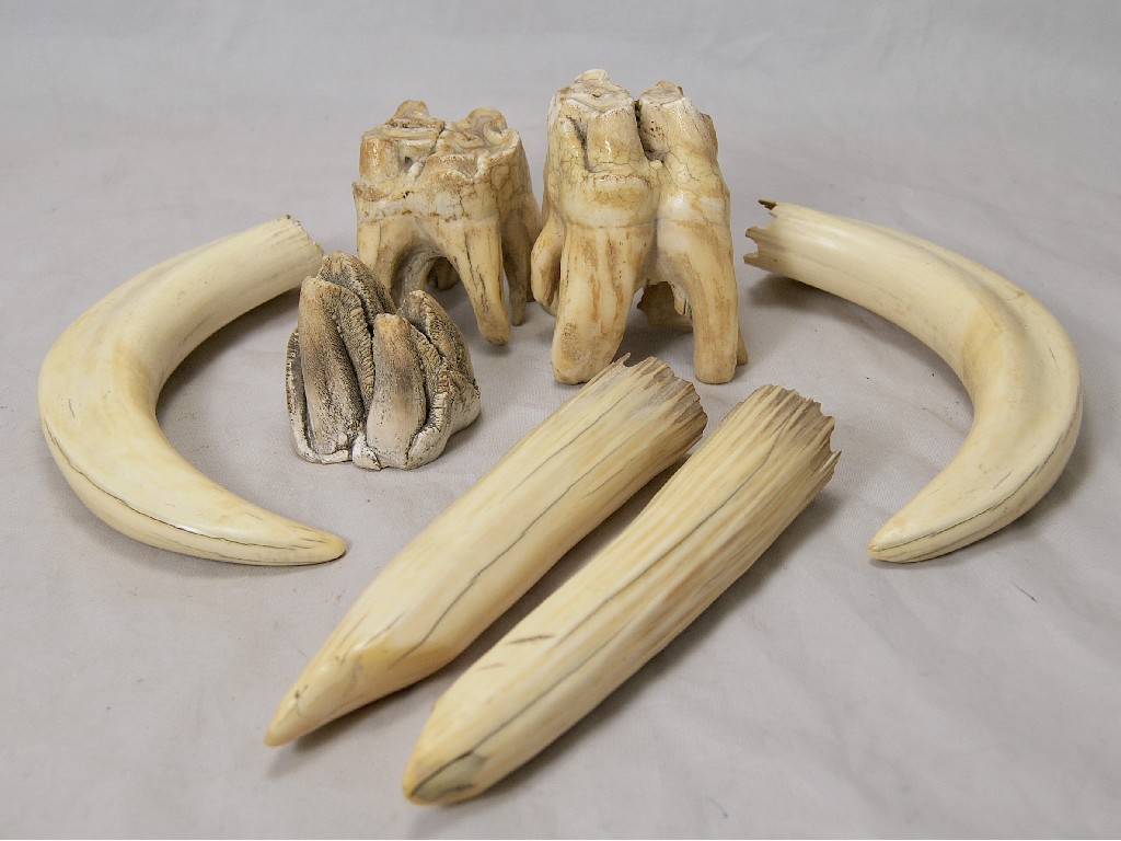 Appraisal: Pair of boar tusks a pair of walrus tusks and